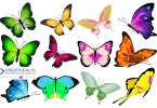 Vector Butterfly Collection