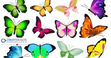 Vector Butterfly Collection