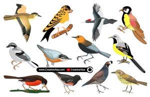 Beautiful Realistic Birds in Vector